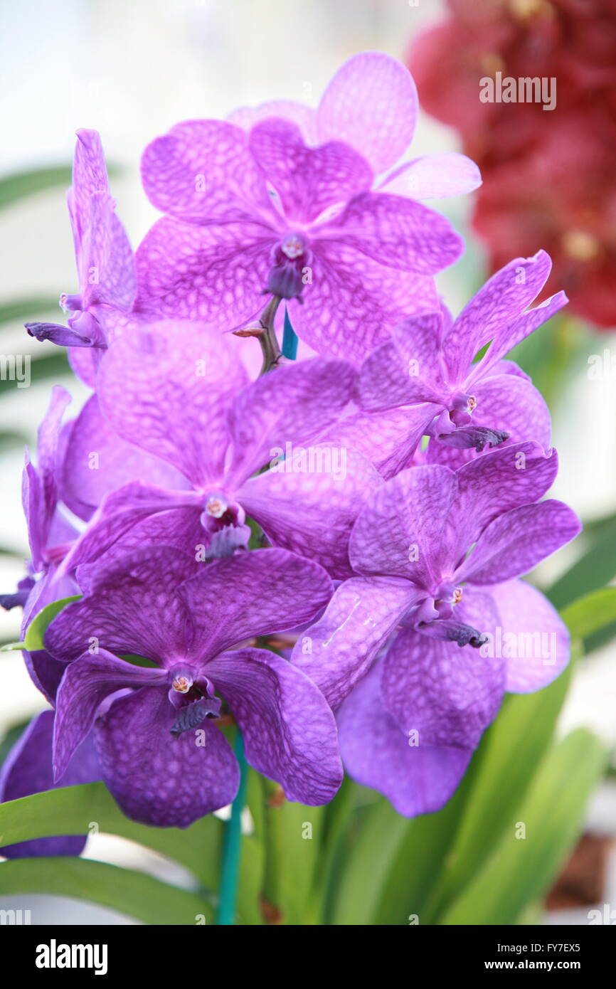 Close up of purple Orchid planter des fleurs. Photographie par Doreen Kennedy Banque D'Images