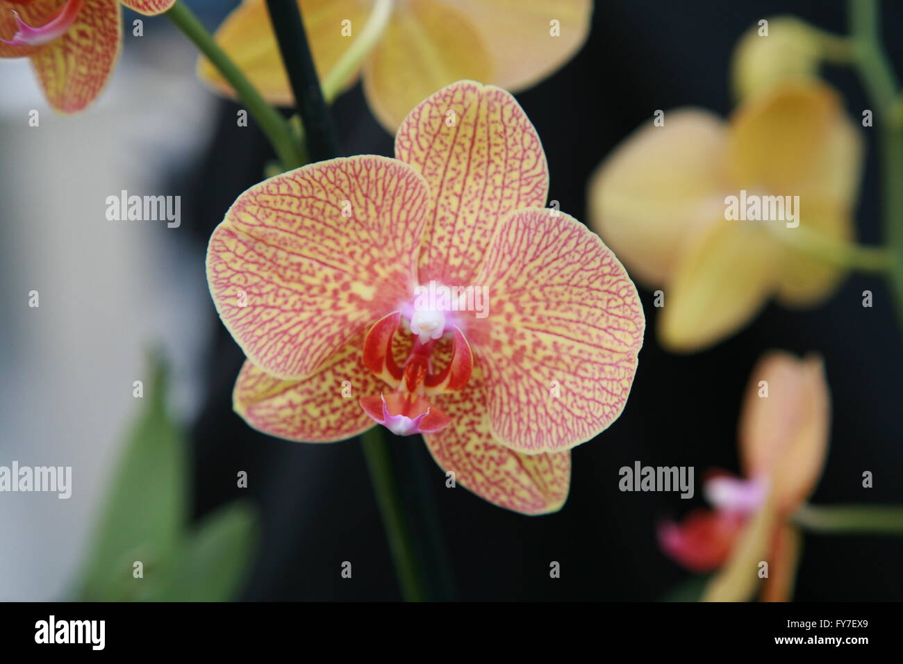 Close up d'orchidée jaune et rouge de fleurs. Photographie par Doreen Kennedy Banque D'Images