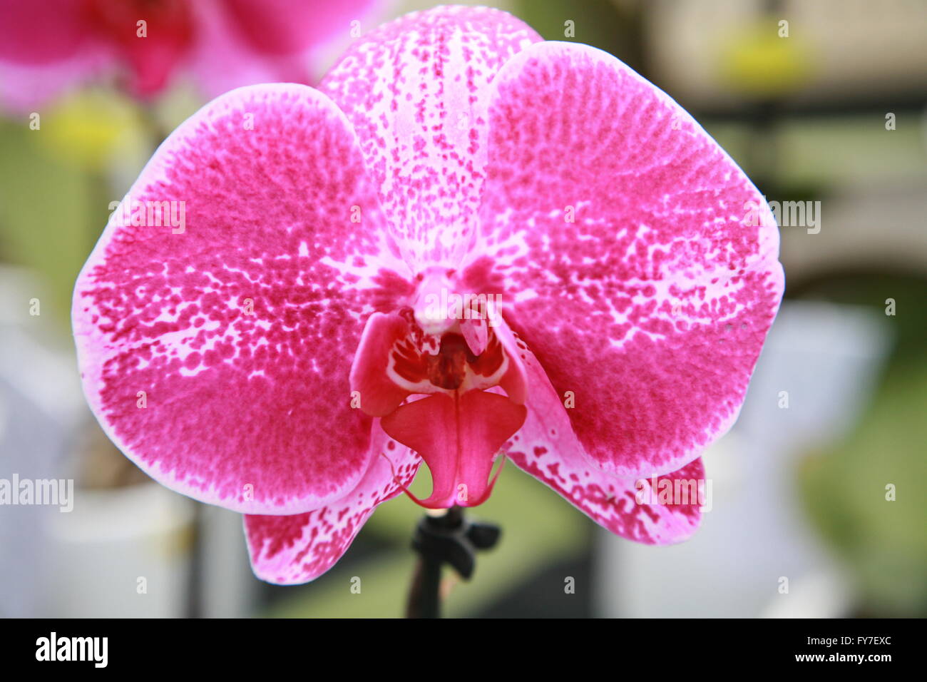 Close up of pink Orchid planter des fleurs. Photographie par Doreen Kennedy Banque D'Images