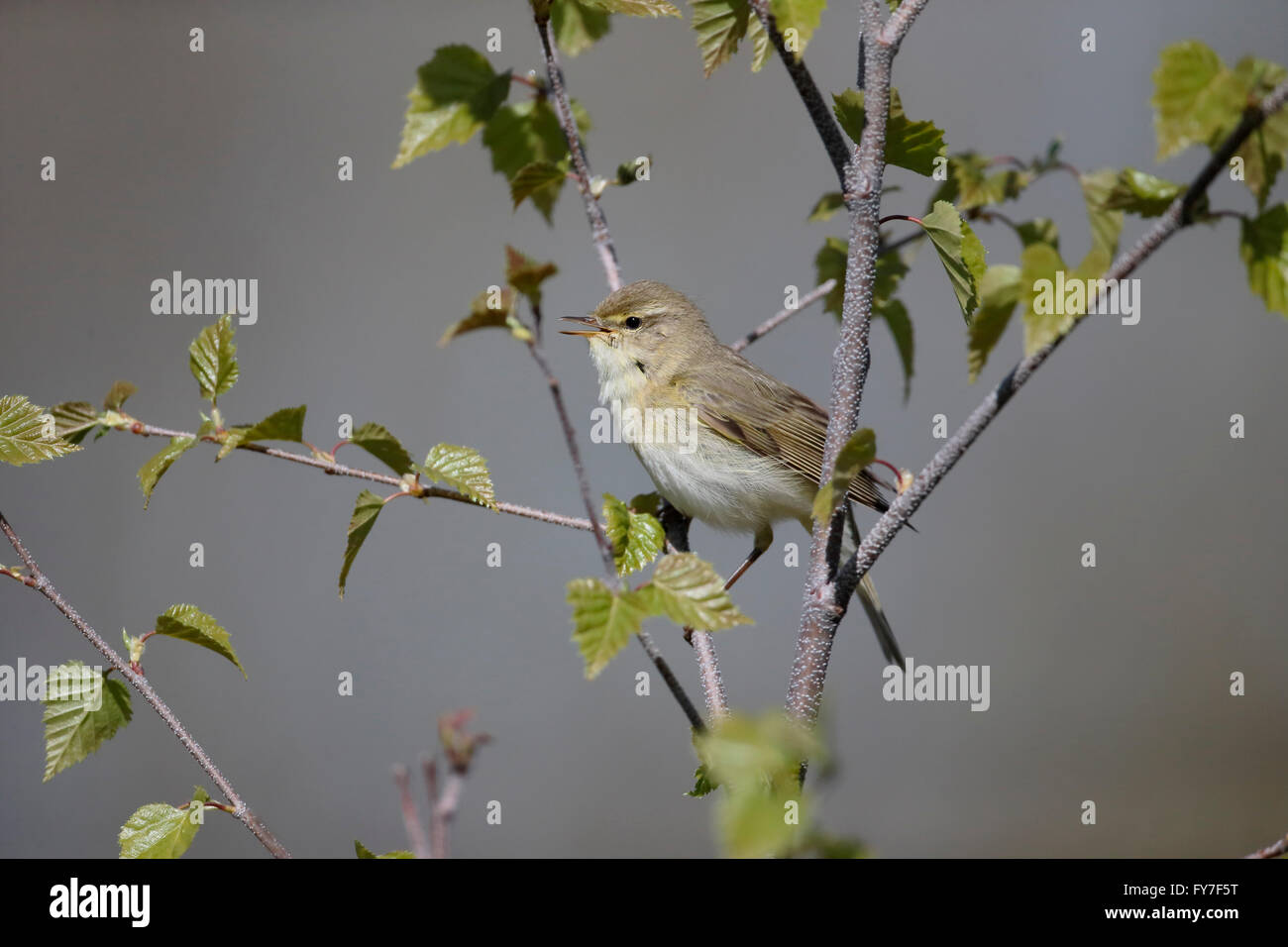 Willow warbler, Phylloscopus trochilus, seul oiseau sur la branche, dans le Warwickshire, Avril 2016 Banque D'Images