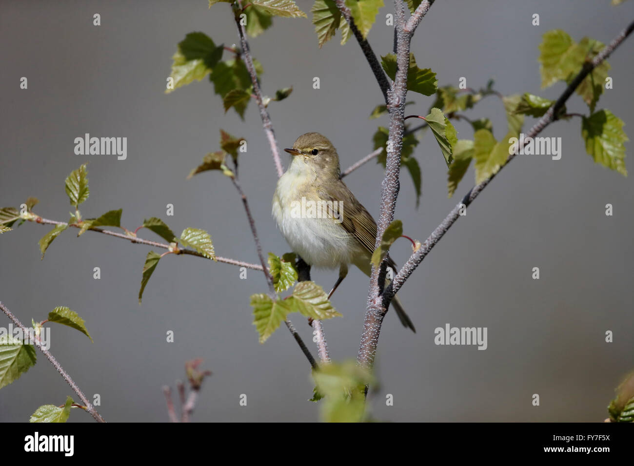 Willow warbler, Phylloscopus trochilus, seul oiseau sur la branche, dans le Warwickshire, Avril 2016 Banque D'Images
