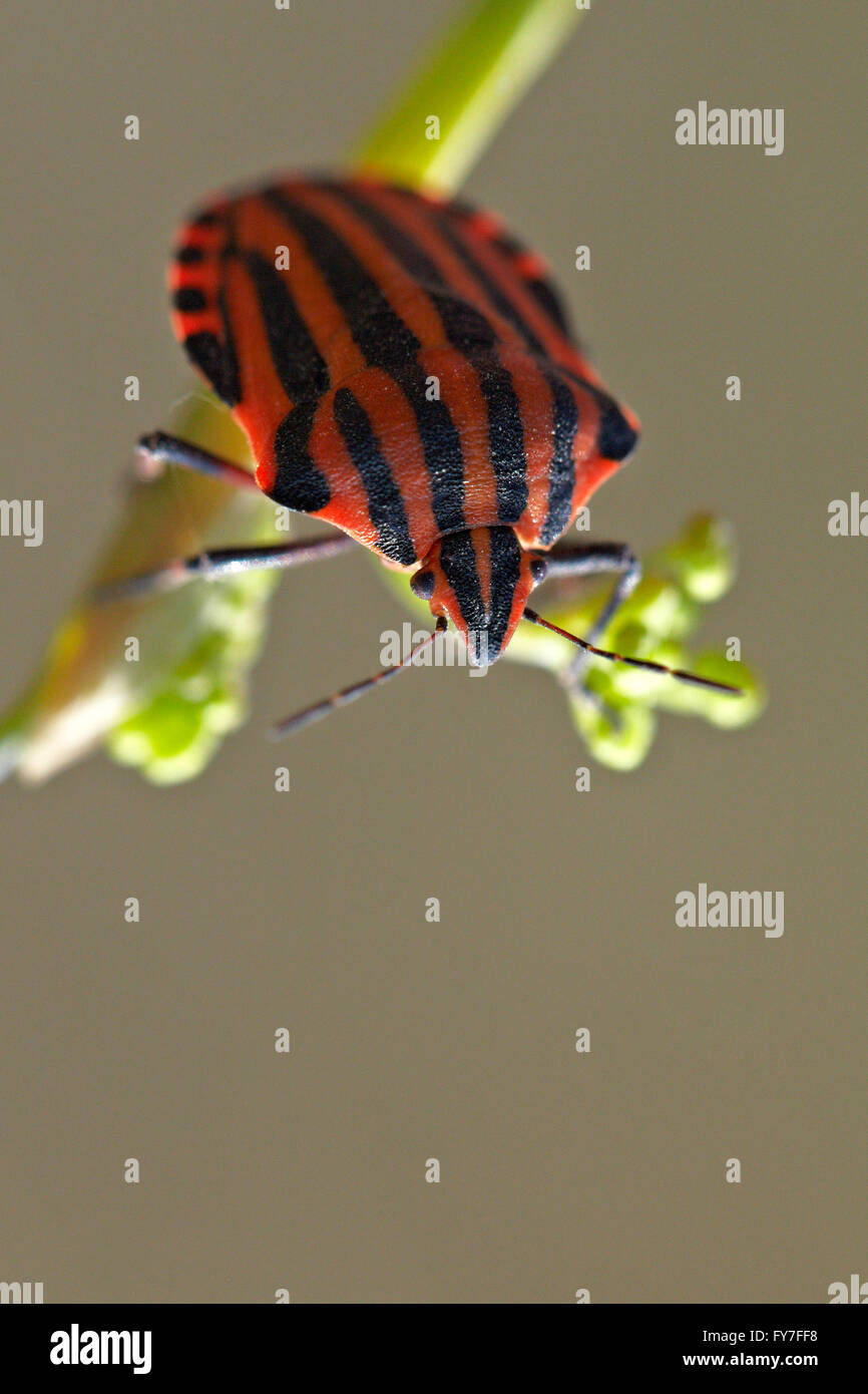 Bug de Slink Graphosoma lineatum. Banque D'Images