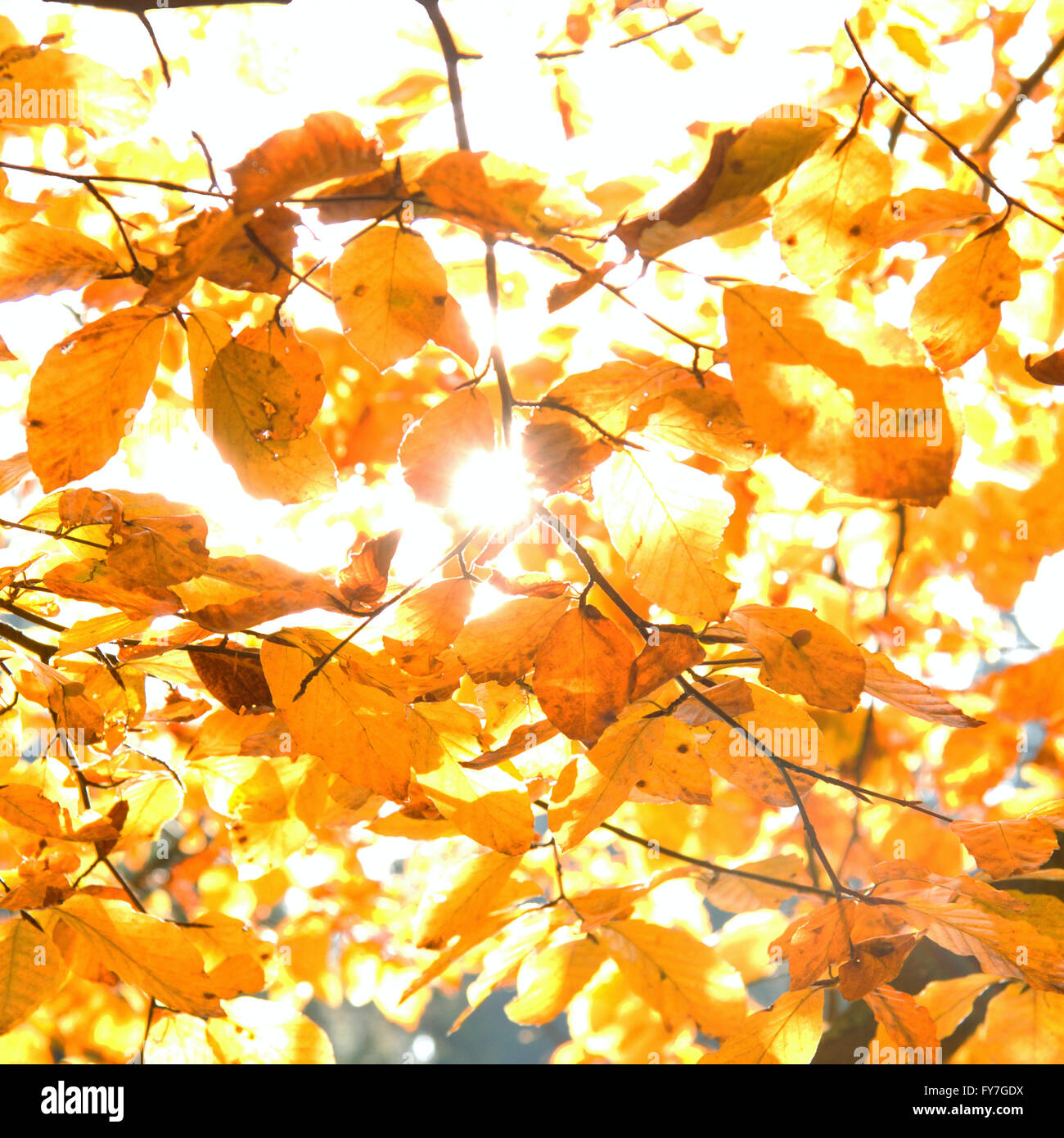 Mots-clés : automne, feuilles, jaune, l'arrière-plan, l'ensoleillement, allumé, texture, résumé, magnifique, d'automne, de la beauté, de la direction générale, brig Banque D'Images