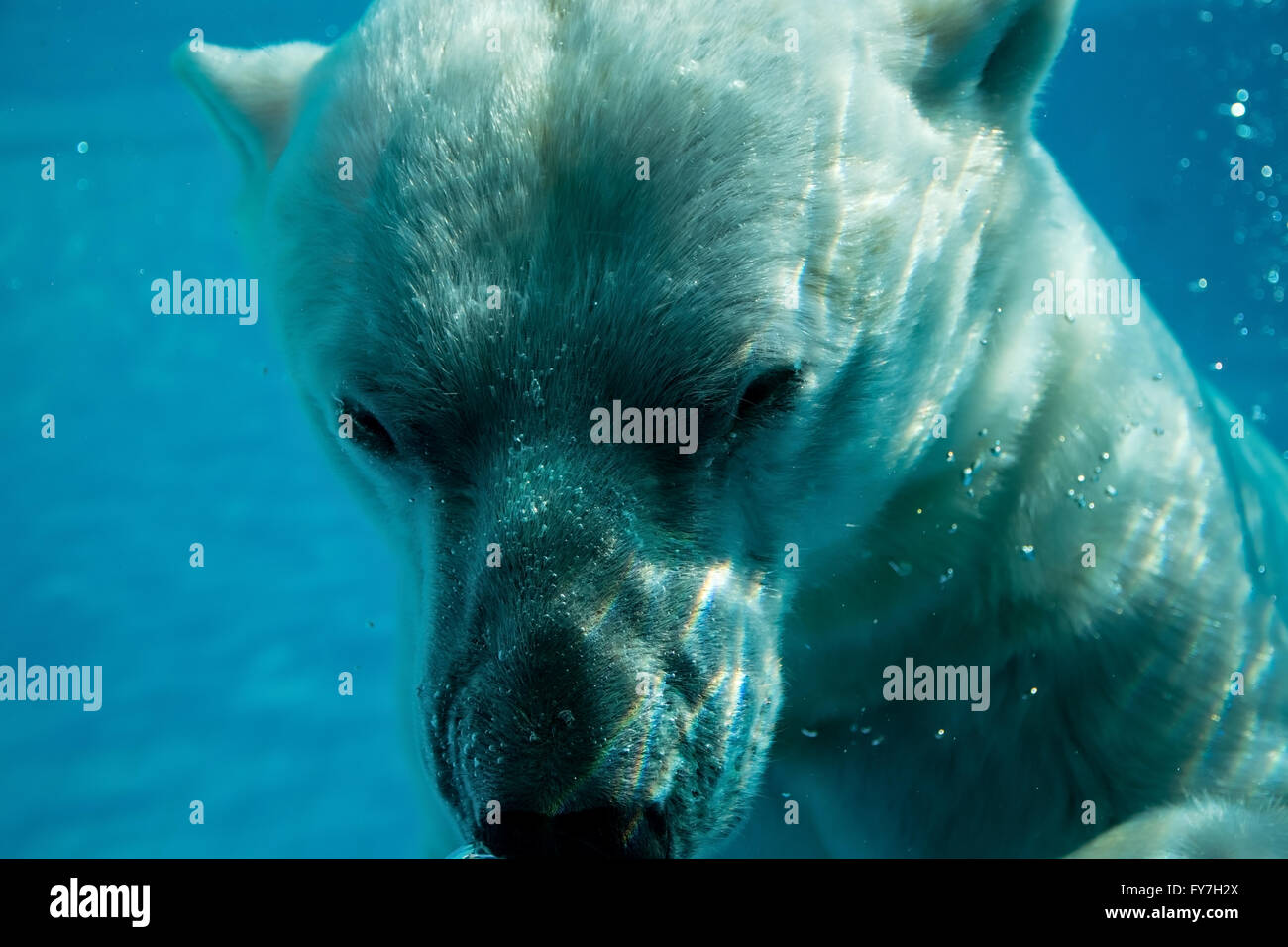 L'ours polaire sous l'eau Banque D'Images