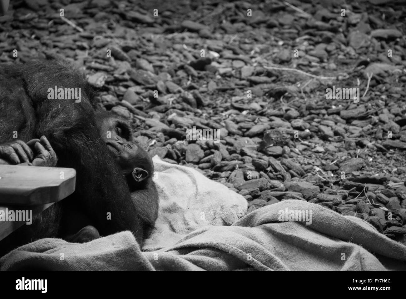 Une mère chimpanzé et son bébé dormir ensemble Banque D'Images