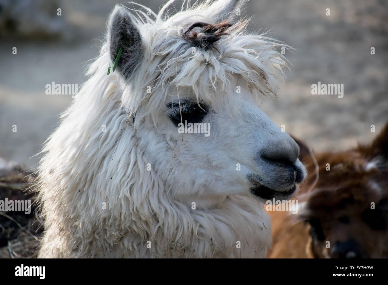 Portrait d'un lama blanc Banque D'Images