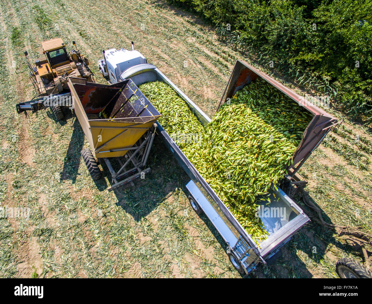 Du maïs de l'antenne dans une remorque de tracteur à la ferme le barbon de Chestertown, MD. Banque D'Images