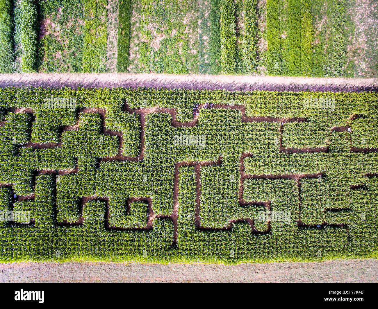 Vue aérienne d'un labyrinthe de maïs à l'Ag 2015 En progrès jour State College, en Pennsylvanie. Banque D'Images