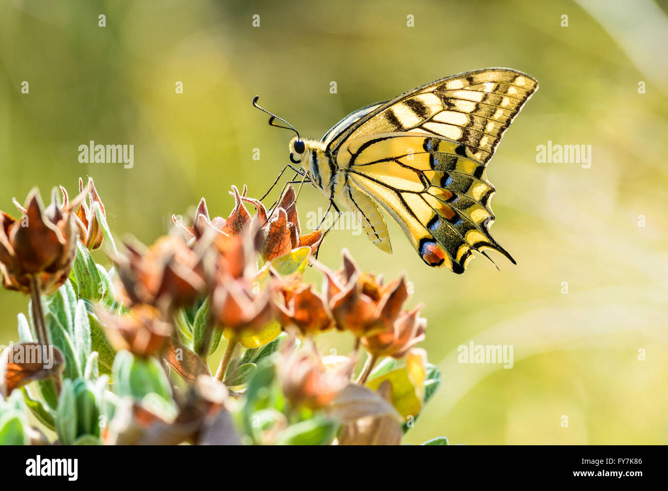 Papilio Machaon, normalement appelé papillon machaon jaune Banque D'Images