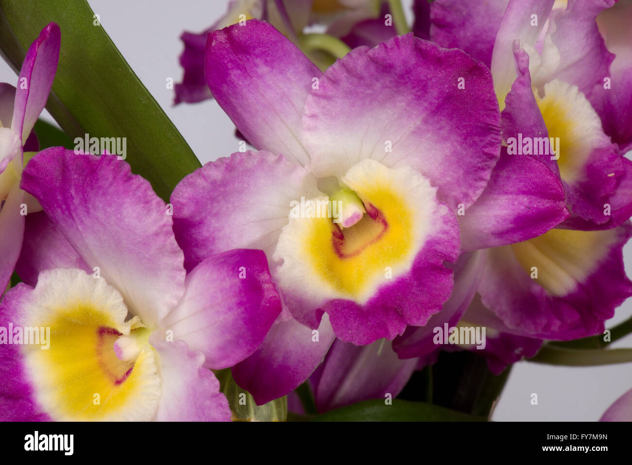 Noble, dendrobium Dendrobium nobile, une floraison rose orchidée cultivée avec des pseudobulbes formé dans les tiges Banque D'Images