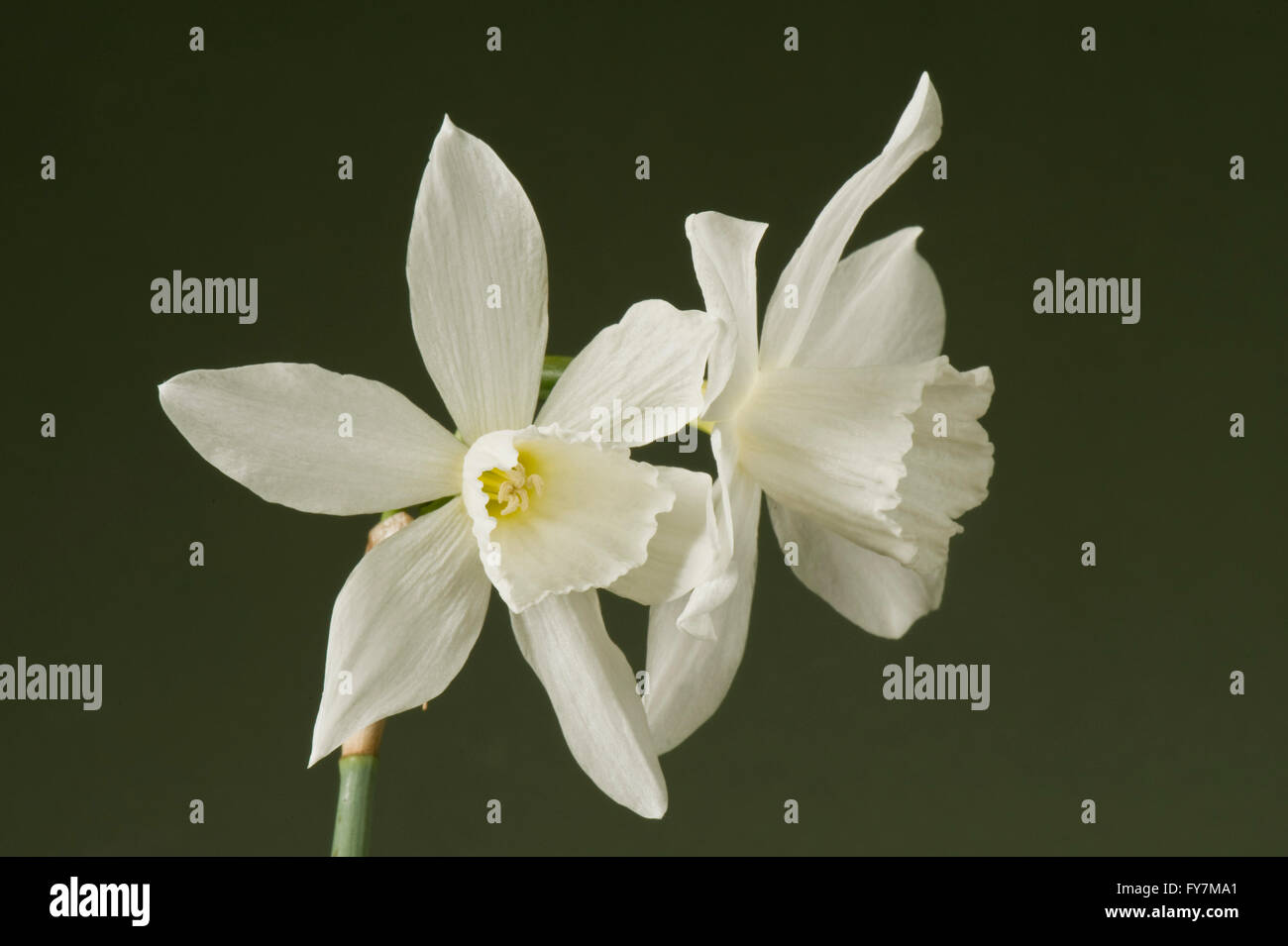 Narcissus 'Thalia', un livre blanc de la jonquille triandrus avec deux ou trois fleurs sur chaque tige, Mars Banque D'Images