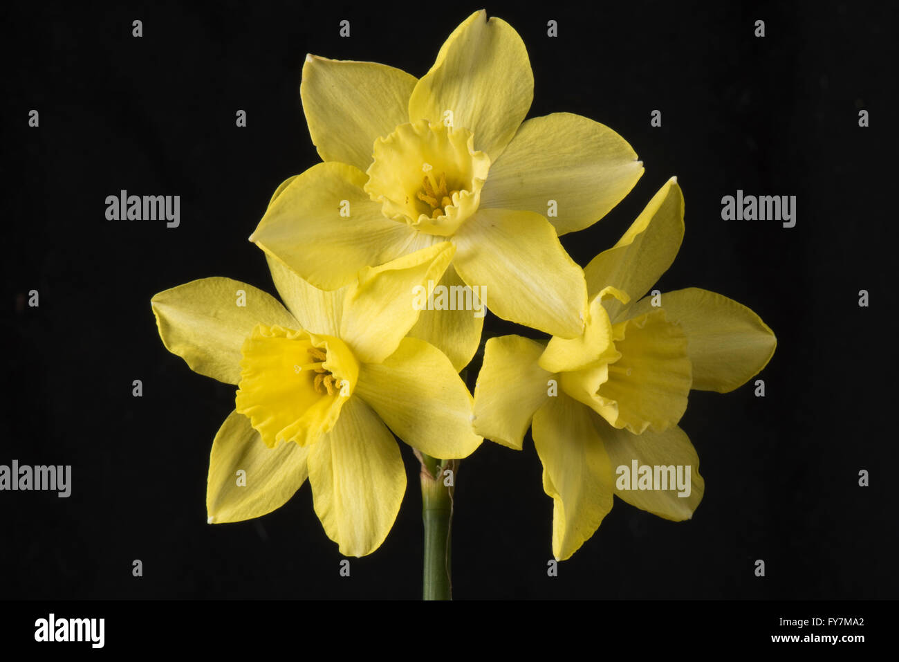 Narcissus 'Sprague', un jonquilla jonquille avec plusieurs fleurs jaune citron pâle, Avril Banque D'Images