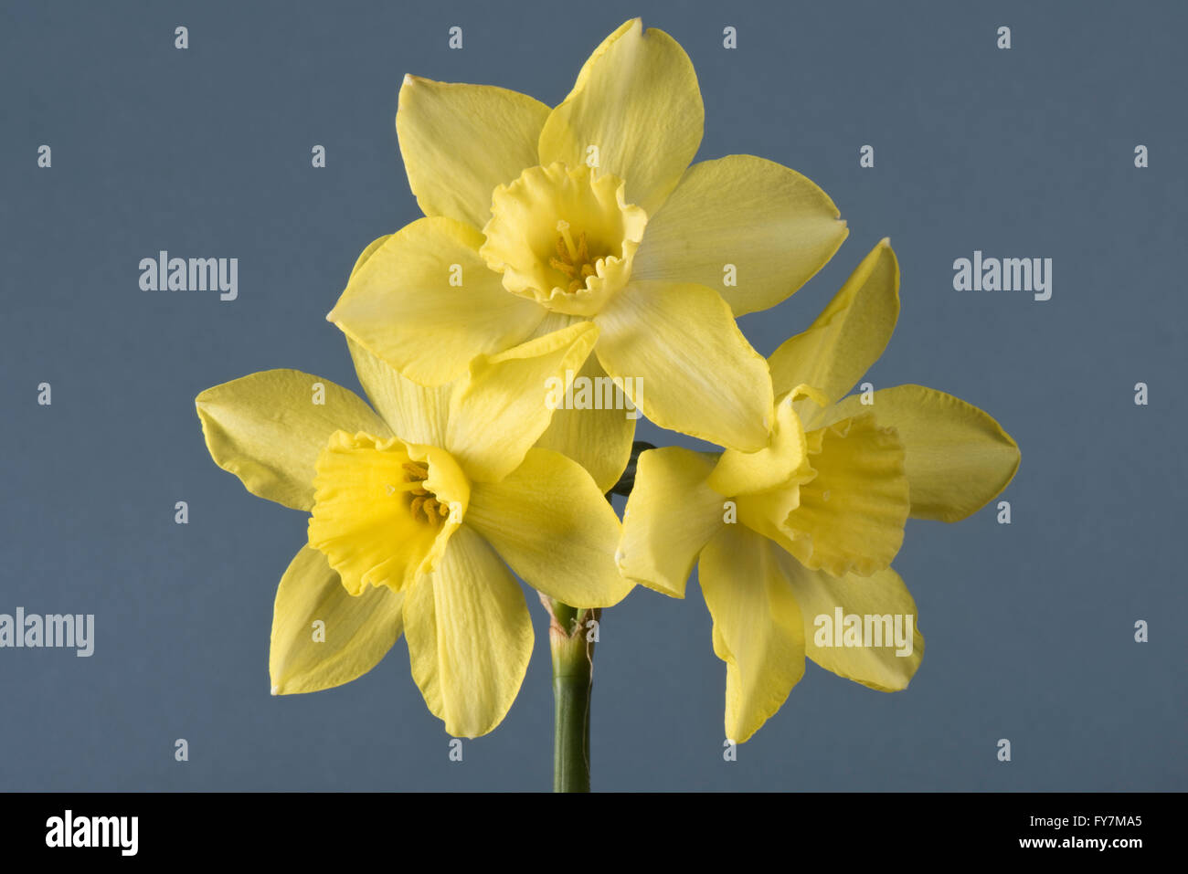Narcissus 'Sprague', un jonquilla jonquille avec plusieurs fleurs jaune citron pâle, Avril Banque D'Images