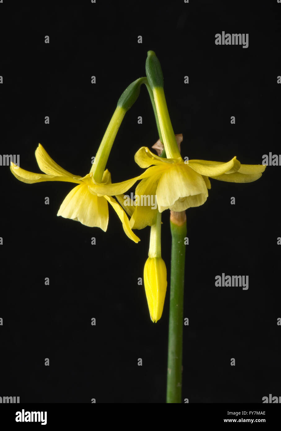 Narcissus 'Hawera', un nain jonquille avec plusieurs hochements pâle fleurs jaune pâle, Avril Banque D'Images