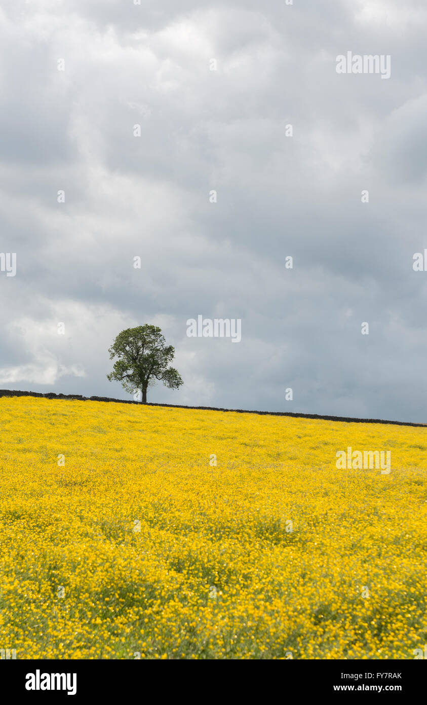 Arbre isolé dans un champ de renoncules, Peak District, Derbyshire, Angleterre Banque D'Images