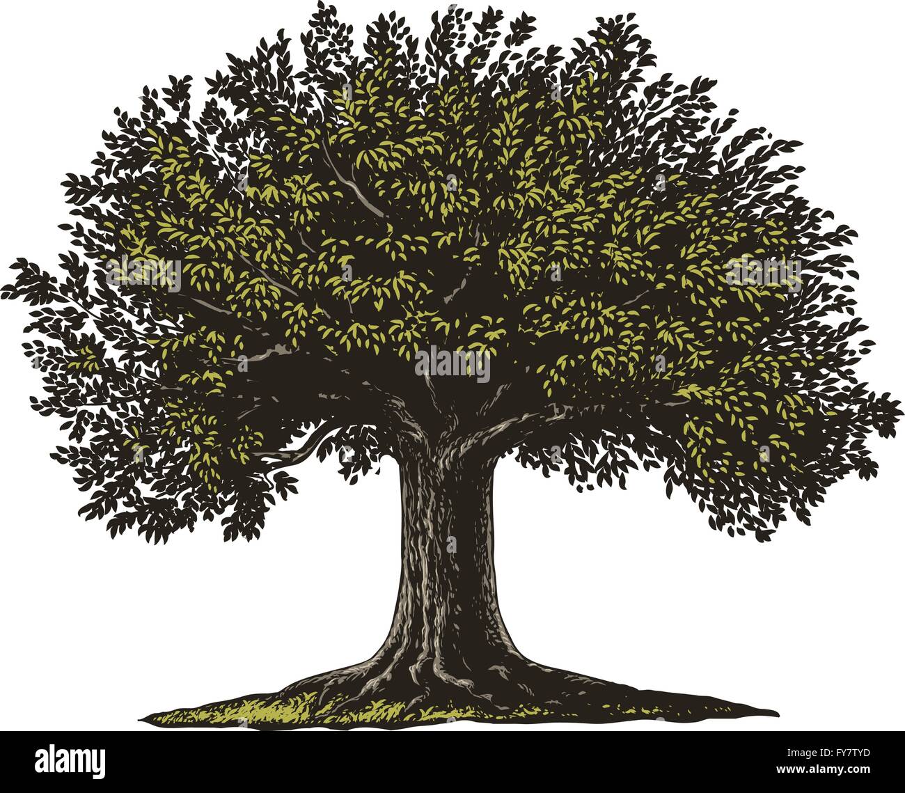 Vector illustration d'un arbre fruitier en gravure vintage style. Illustration de Vecteur