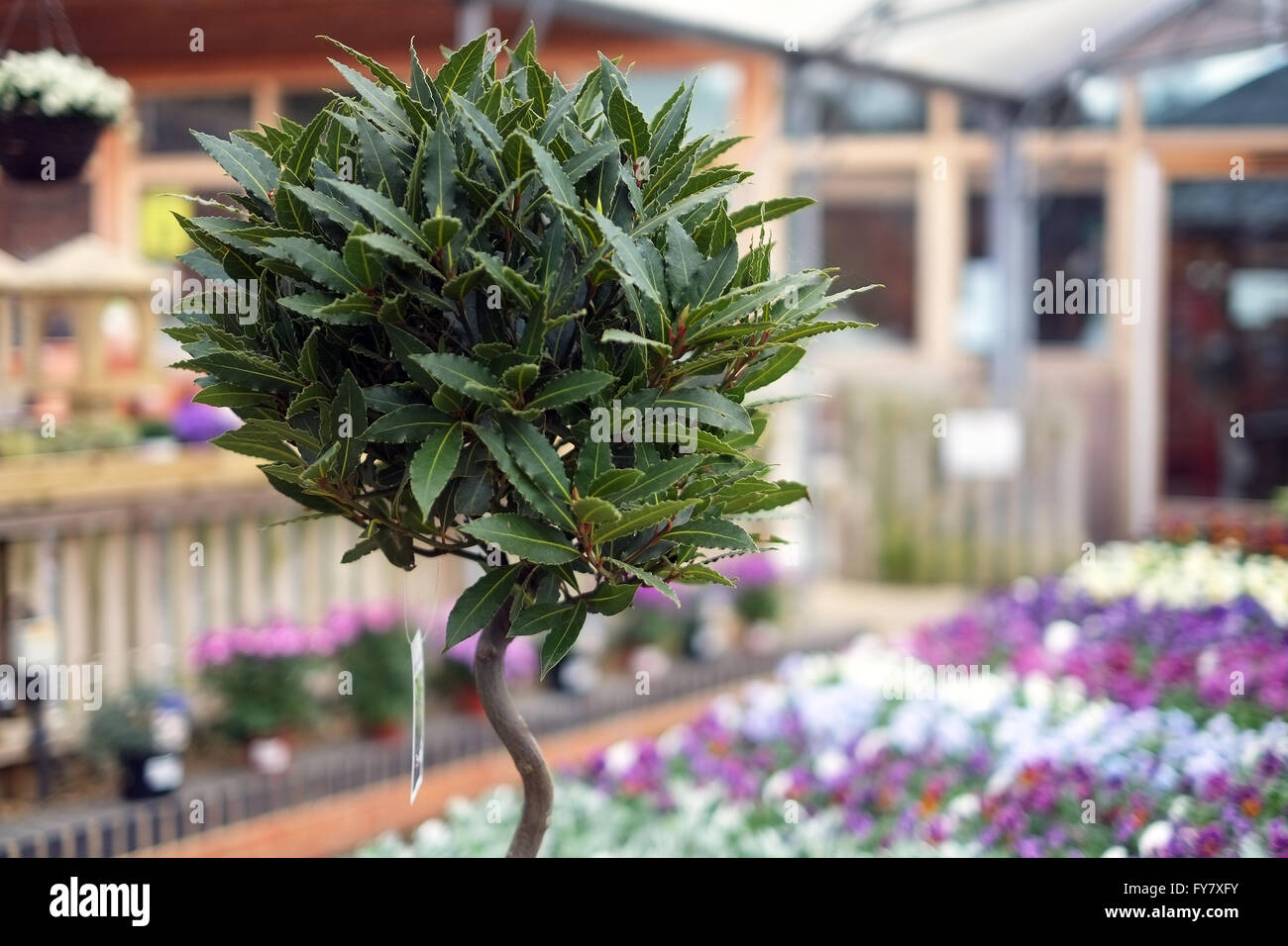 Laurus nobilis plante pour la vente dans un centre jardin britannique. Banque D'Images