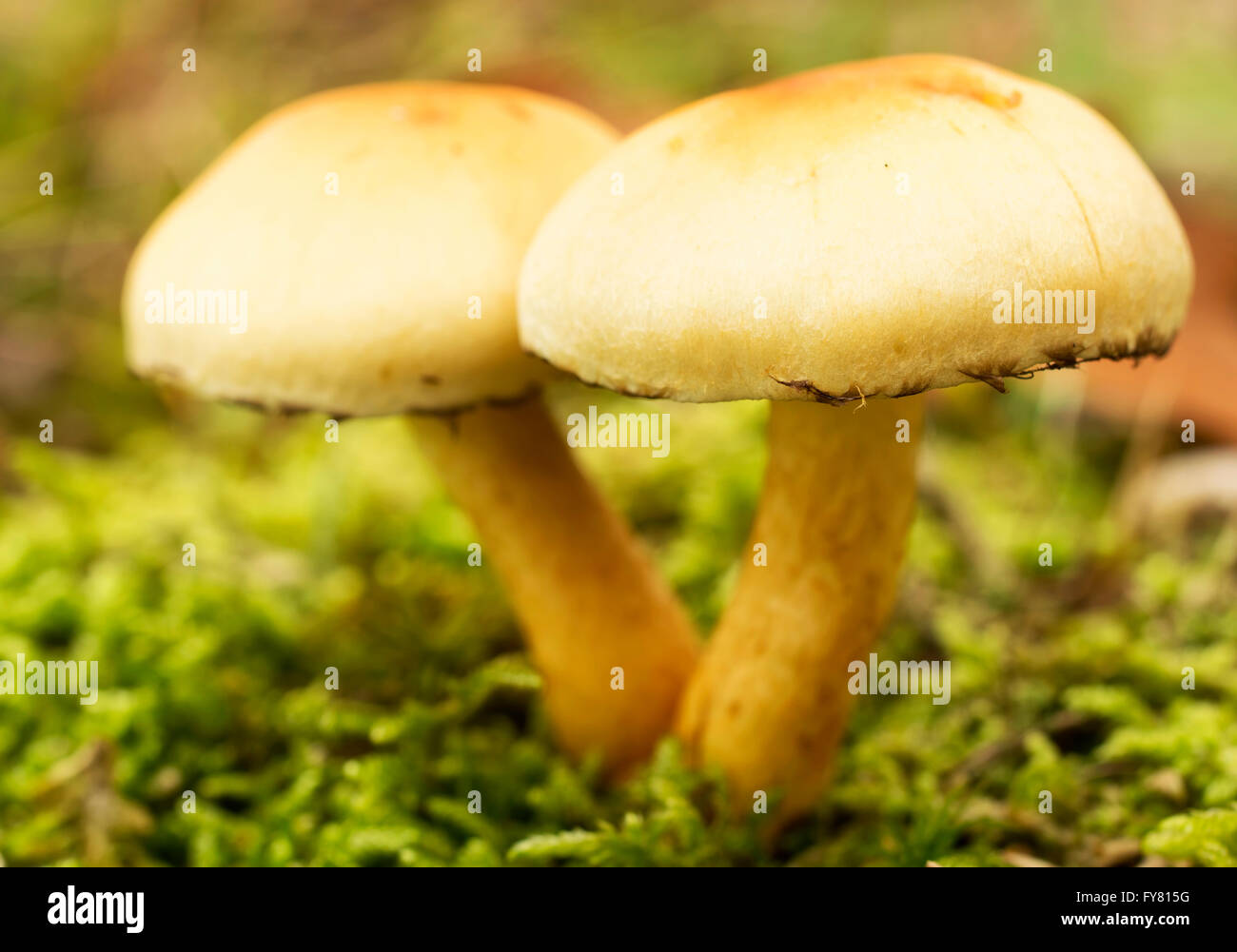 Champignons non comestibles, macro, le soufre ( touffe Hypholoma fasciculare ) Banque D'Images