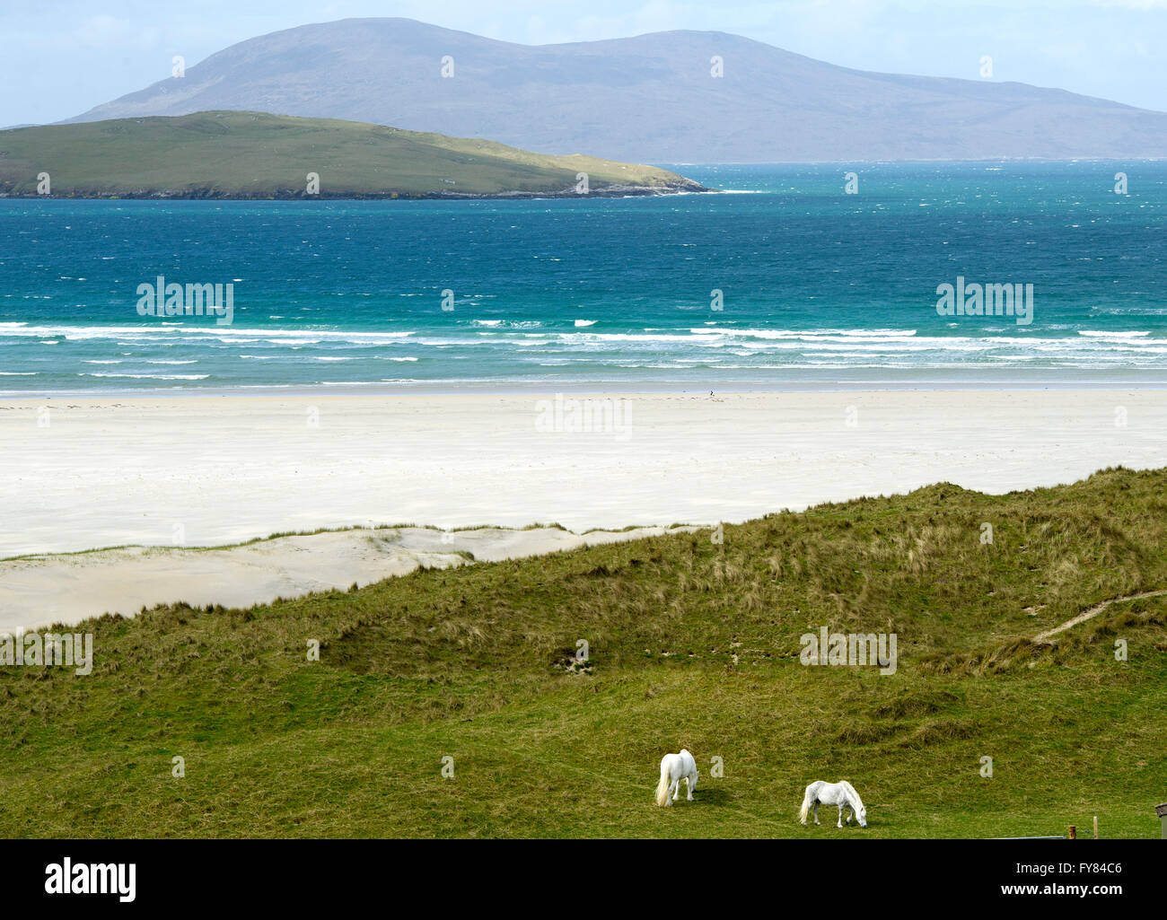 Chevaux blancs broutent sur les dunes près de Luskentyre beach Isle of Harris Ecosse, Royaume-Uni. Banque D'Images Chevaux blancs broutent sur les dunes près de Luskentyre beach Isle of Harris Ecosse, Royaume-Uni. Banque D'Images
