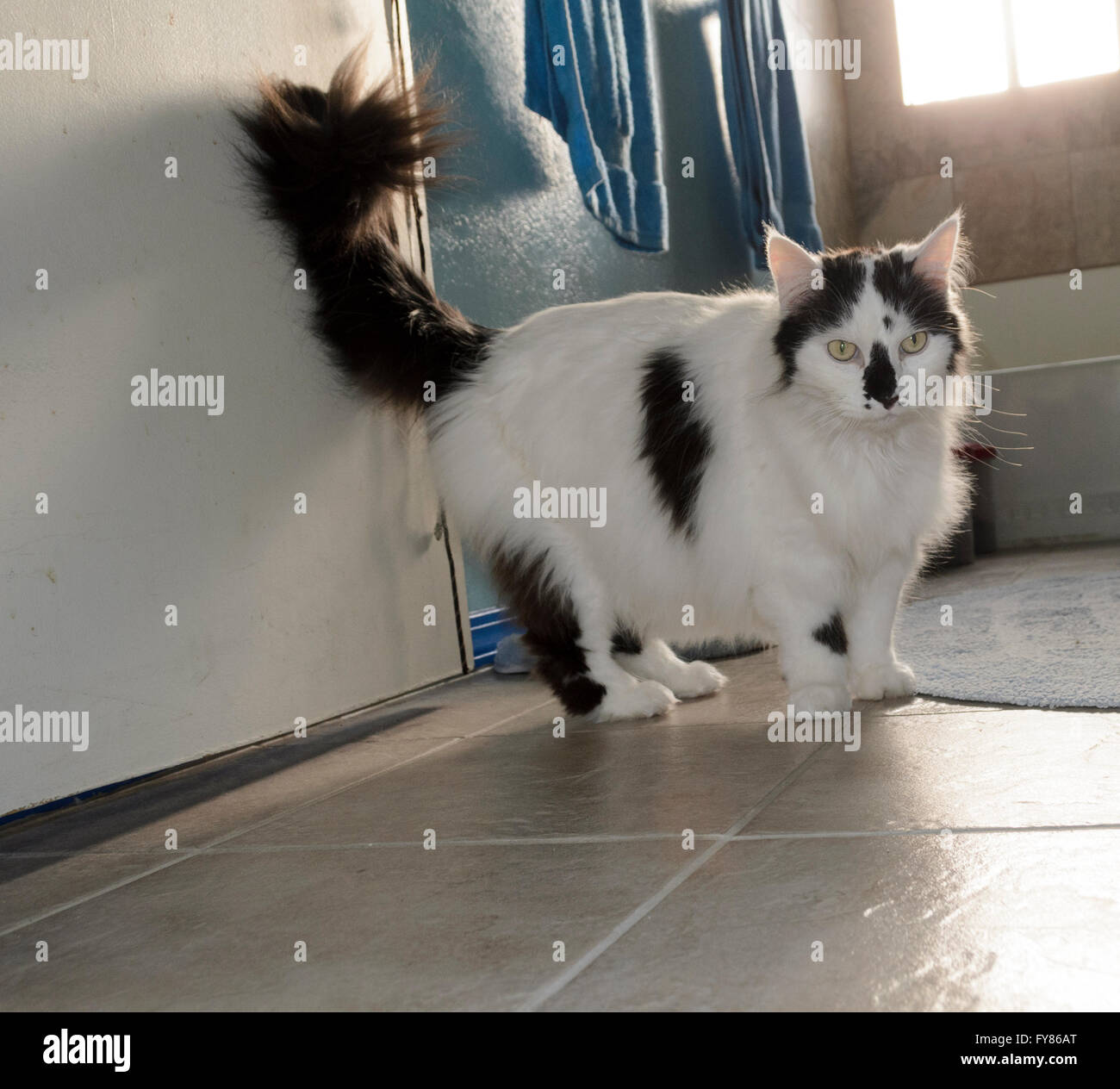 Chat noir et blanc dans la salle de bain debout sur un sol carrelé. Retour lite à partir de la fenêtre. Banque D'Images