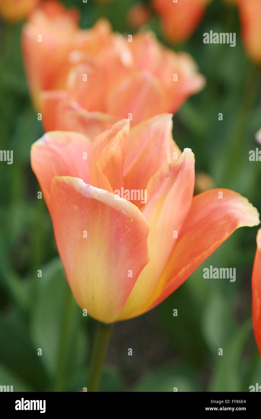 Tulipes orange et jaune pousse dans un jardin de l'Irlande Banque D'Images