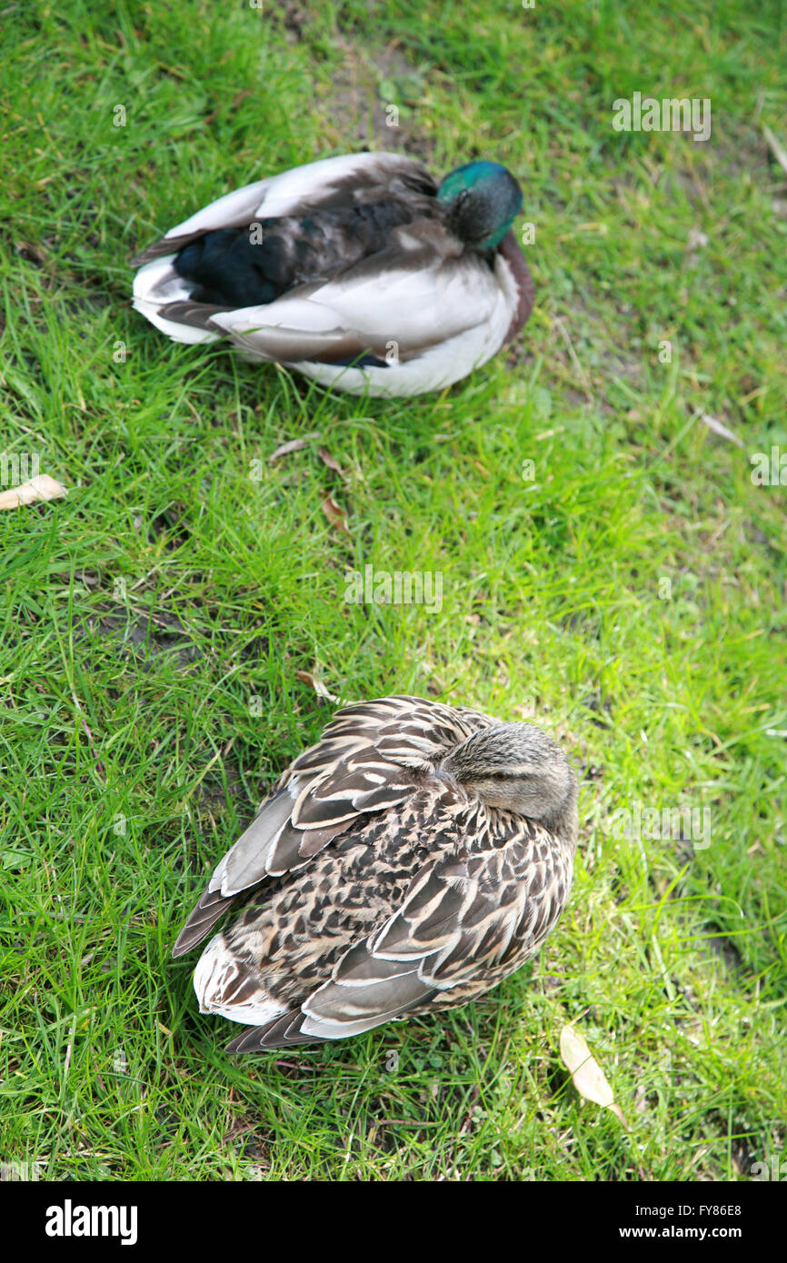 Deux canards dormir sur l'herbe dans un jardin de l'Irlande Banque D'Images