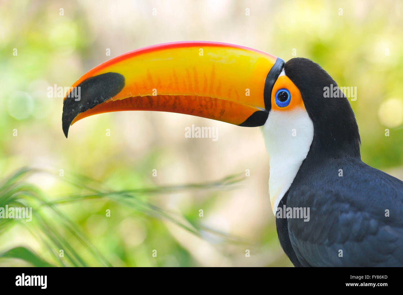 Portrait de profil de Toco Toucan Toco (Ramphastos toco) avec son gros bec étrange Banque D'Images