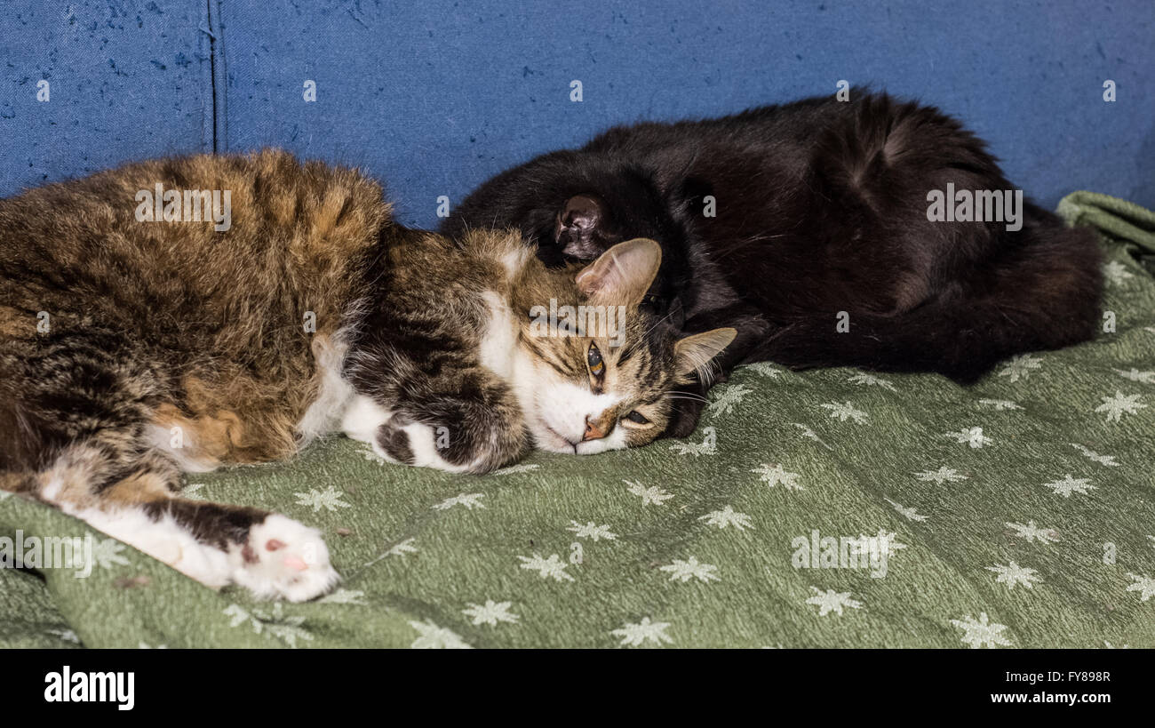 Deux chats dormir Banque D'Images
