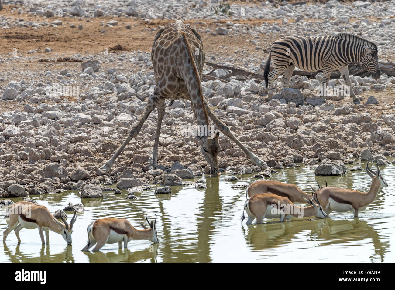 Trou d'eau pour la Giraffe angolaise, parc national d'Etosha, Namibie Banque D'Images