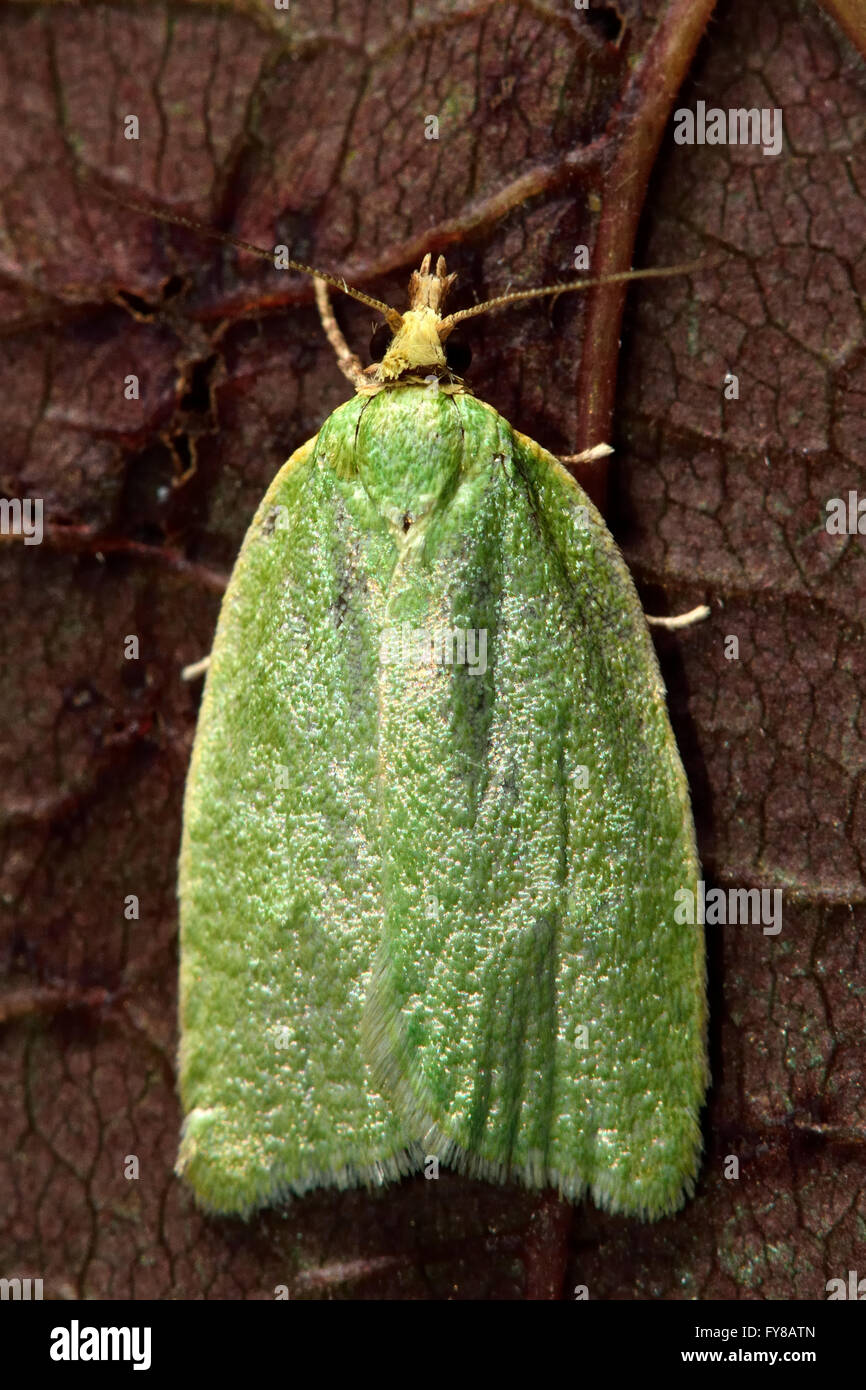 Micro vert Banque de photographies et d’images à haute résolution - Alamy