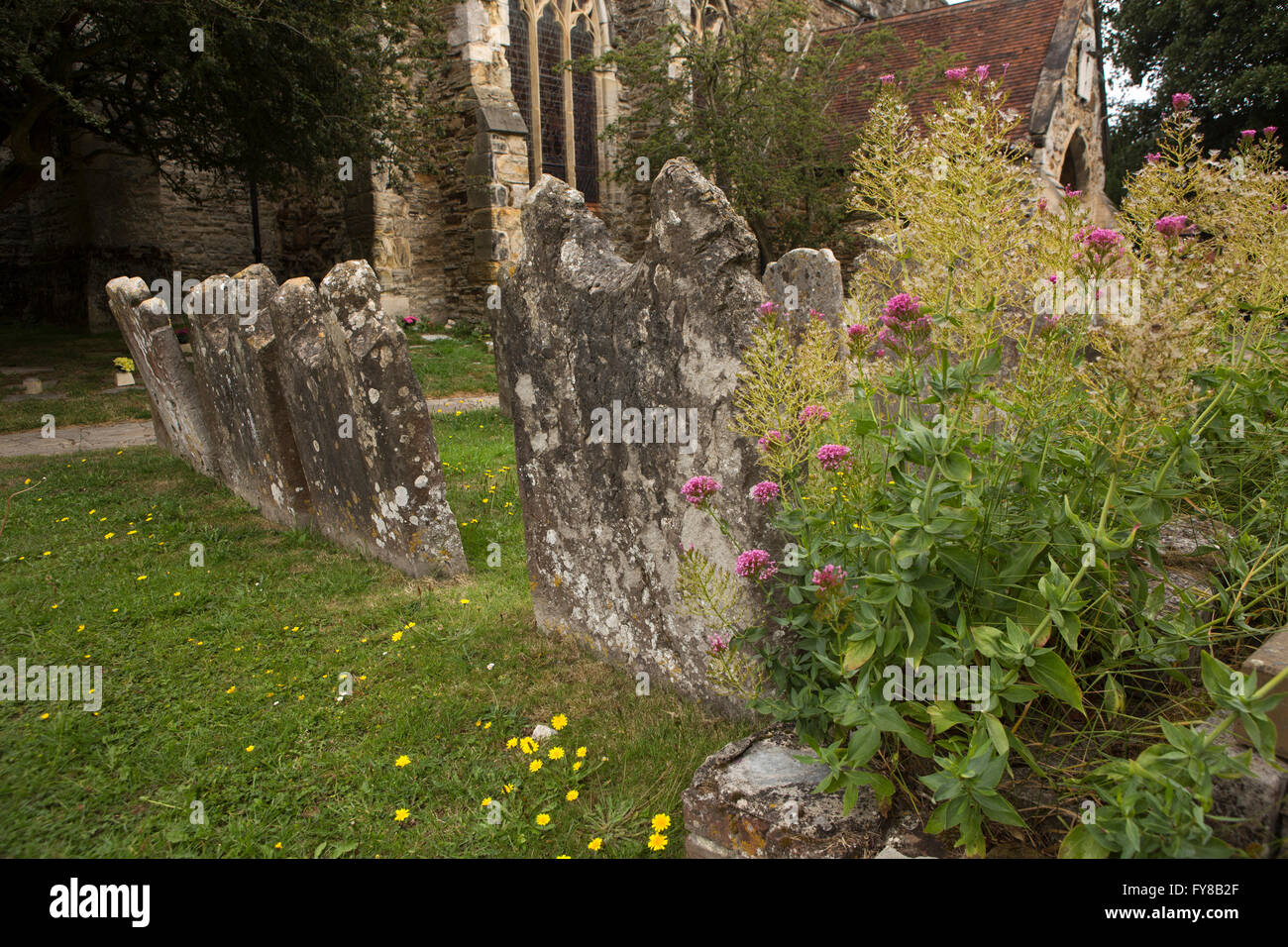 UK, Kent, Tenterden, High Street, St Mildred's churchyard, fleurs sauvages à côté des pierres tombales double Banque D'Images