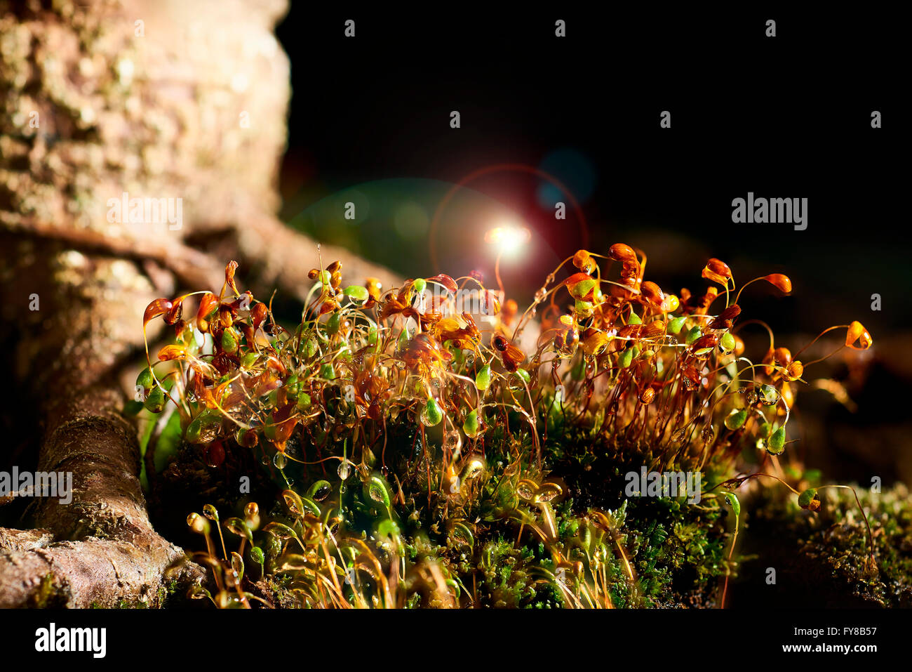 Gouttes d'eau sur l'herbe la nuit Banque D'Images