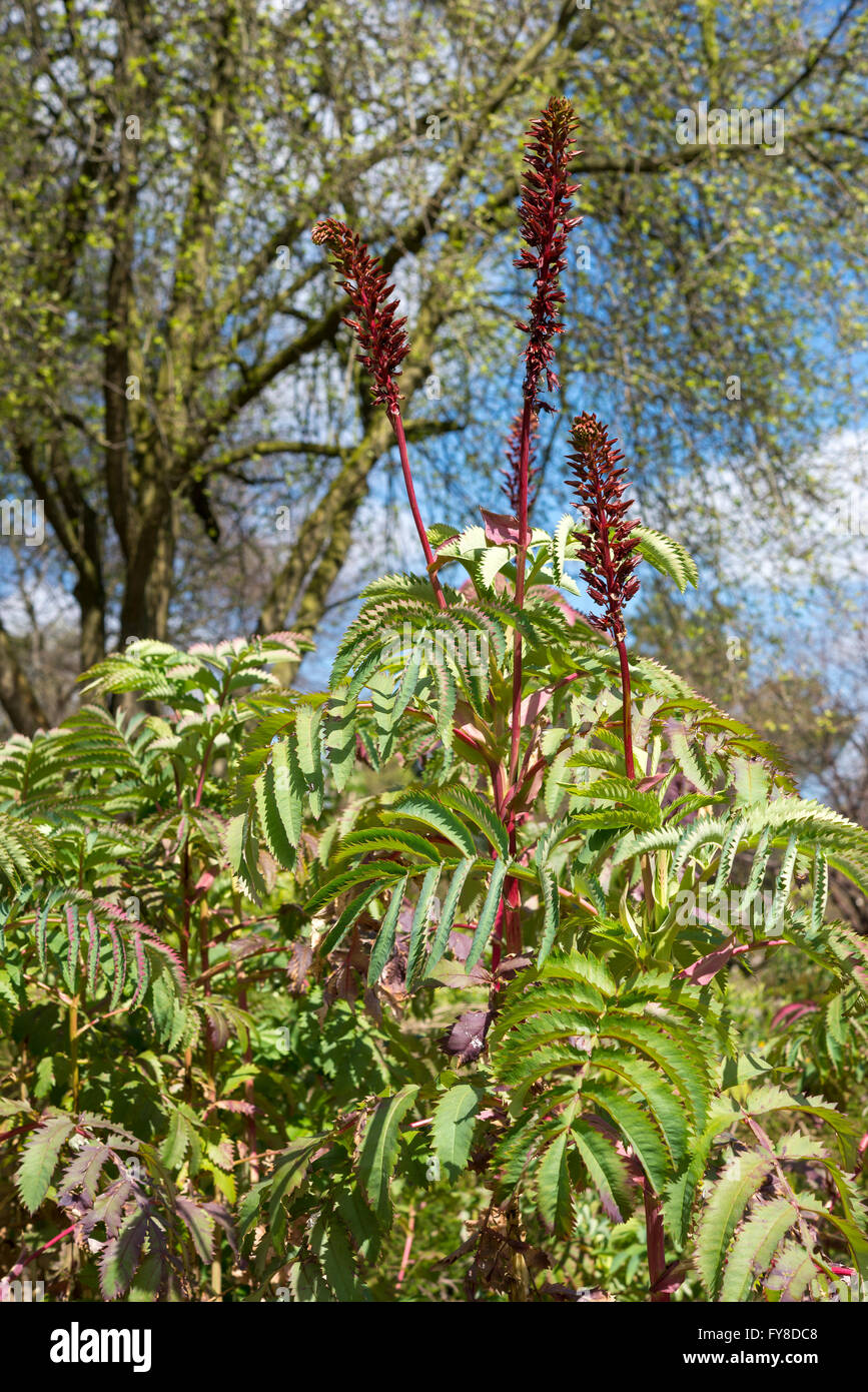 La floraison Melianthus major, une plante arbustive tendres dans soleil du printemps. Banque D'Images La floraison Melianthus major, une plante arbustive tendres dans soleil du printemps. Banque D'Images