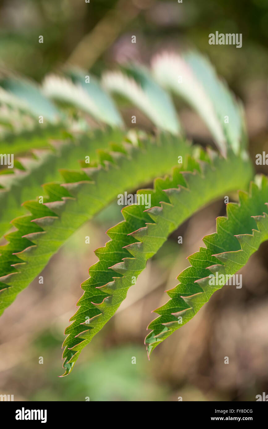 Close up des feuilles d'une major Melianthus. Feuilles vertes avec un bord dentelé. Banque D'Images Close up des feuilles d'une major Melianthus. Feuilles vertes avec un bord dentelé. Banque D'Images