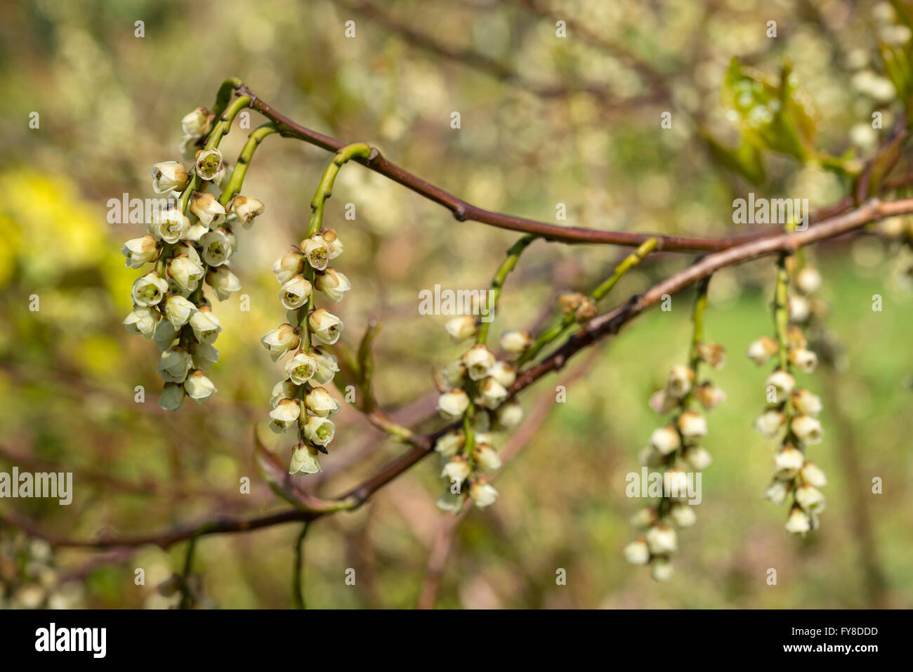 Stachyurus praecox. Une floraison arbuste inhabituelle au début du printemps. Fleurs suspendues de jaune verdâtre. Banque D'Images