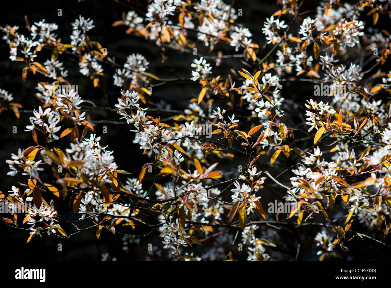 L'Amelanchier Lamarckii. Un arbuste à fleurs au début du printemps avec des fleurs blanches et des nouvelles feuilles au printemps lumineux du soleil. Banque D'Images