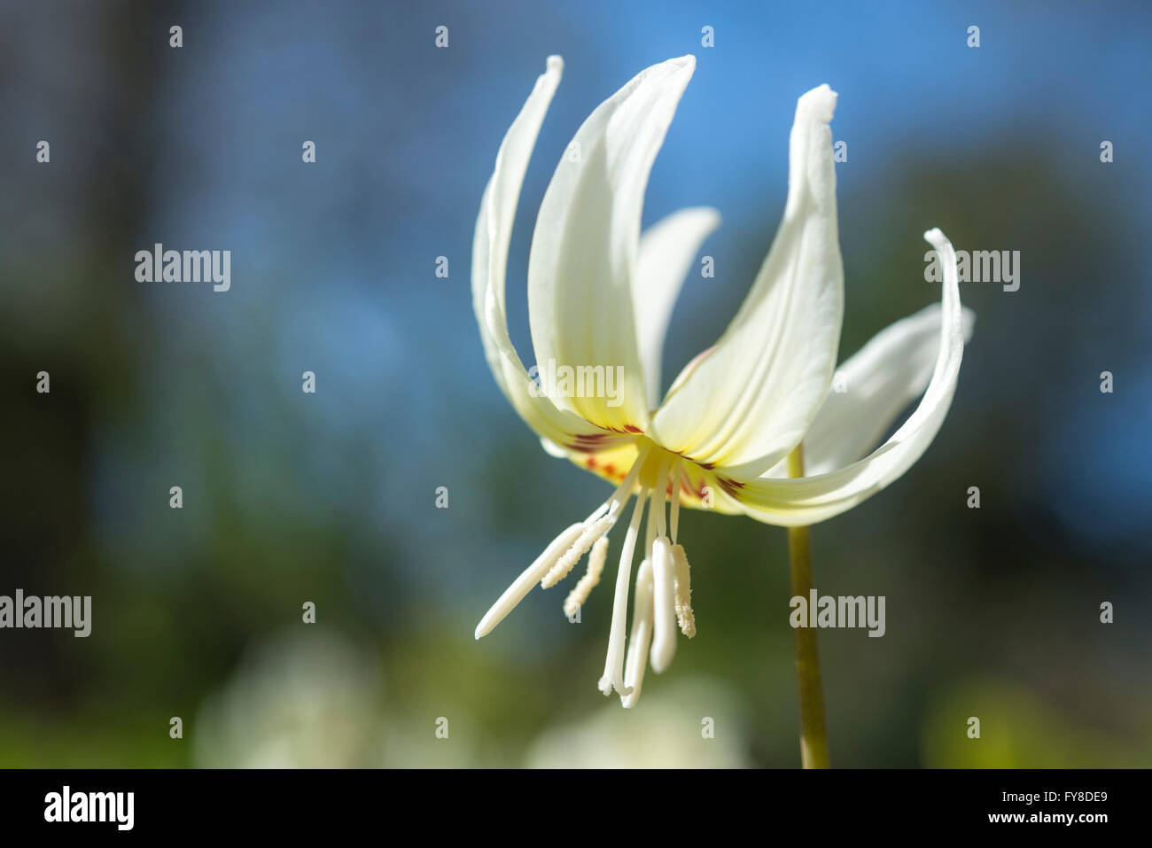 L'Erythronium 'White Beauty' vu dans close up. Une belle forme de dent chien violet Floraison dans soleil du printemps. Banque D'Images