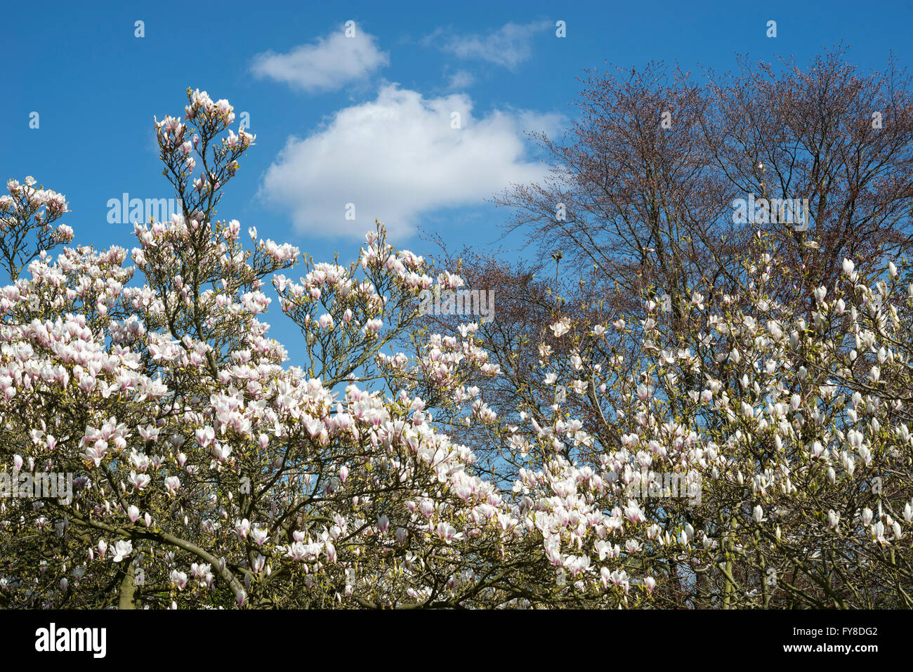 Magnolia soulangeana floraison dans profusion contre un ciel bleu au printemps. Banque D'Images