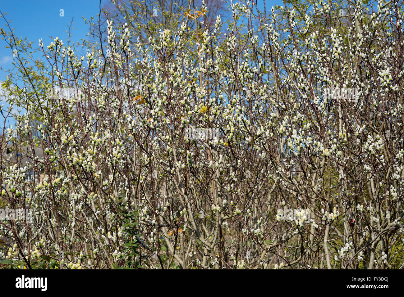 Salix Hastata avec masses de chatons dans soleil du printemps. Un arbuste de taille petite à moyenne pour les jardins. Banque D'Images