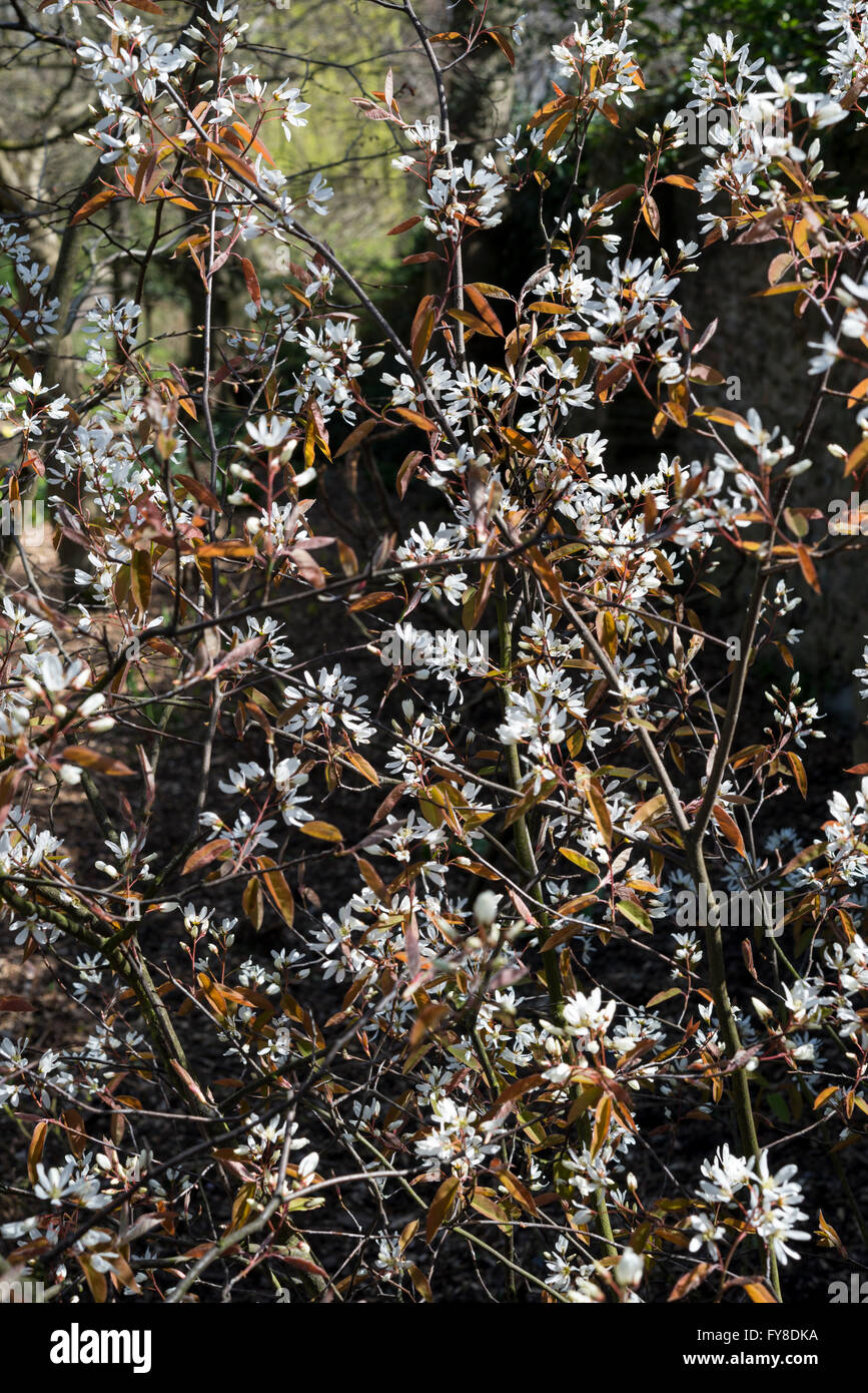 L'Amelanchier Lamarckii. Un arbuste à fleurs au début du printemps avec des fleurs blanches et des nouvelles feuilles au printemps lumineux du soleil. Banque D'Images