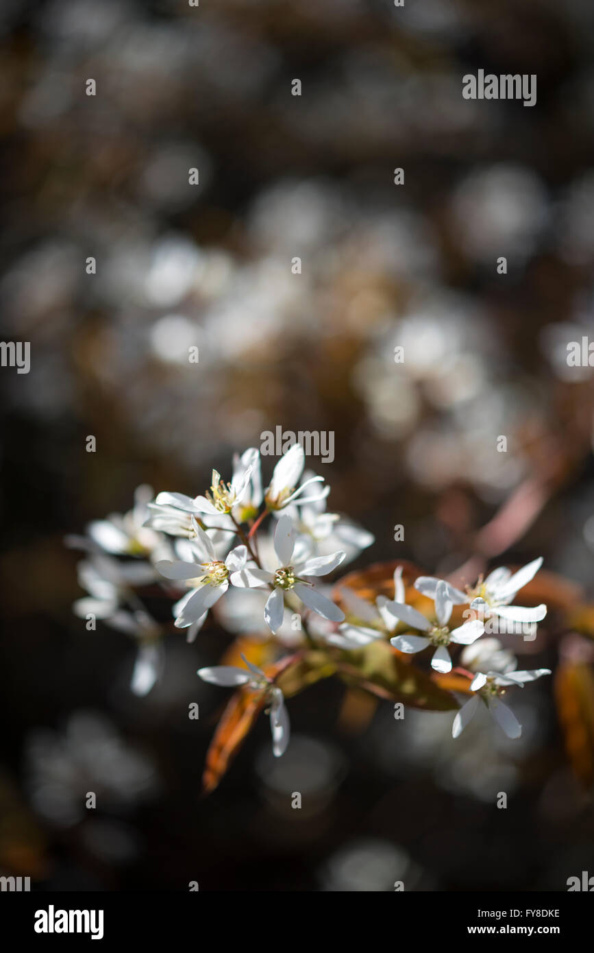 L'Amelanchier Lamarckii. Un arbuste à fleurs au début du printemps avec des fleurs blanches et des nouvelles feuilles au printemps lumineux du soleil. Banque D'Images