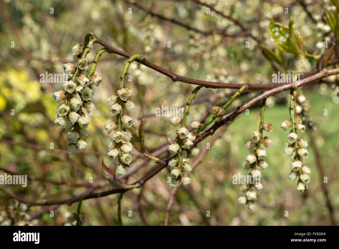 Stachyurus praecox. Une floraison arbuste inhabituelle au début du printemps. Fleurs suspendues de jaune verdâtre. Banque D'Images