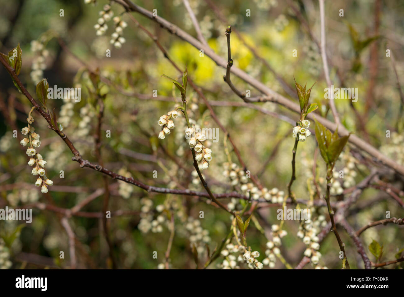 Stachyurus praecox. Une floraison arbuste inhabituelle au début du printemps. Fleurs suspendues de jaune verdâtre. Banque D'Images