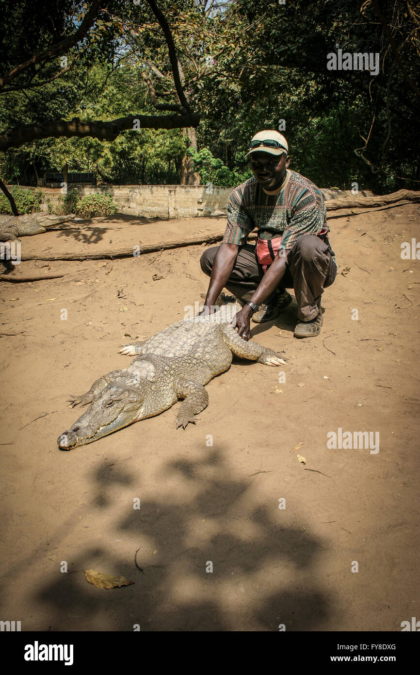 Homme africain touchant un crocodile, Gambie, Afrique Banque D'Images