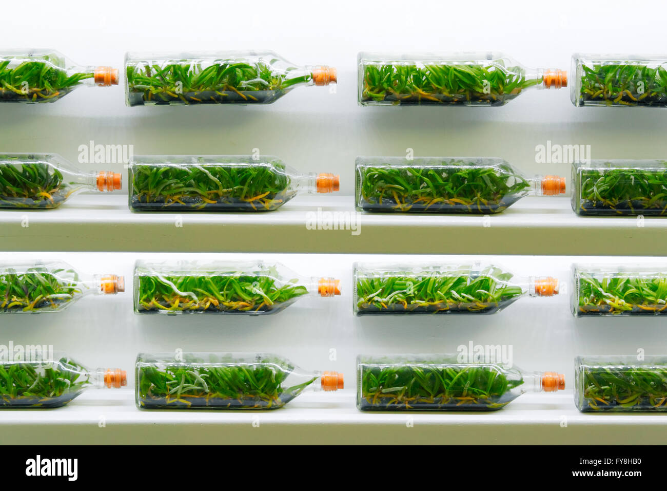 De plus en plus de germes d'orchidées dans la bouteille par technique de culture de tissus végétaux Banque D'Images