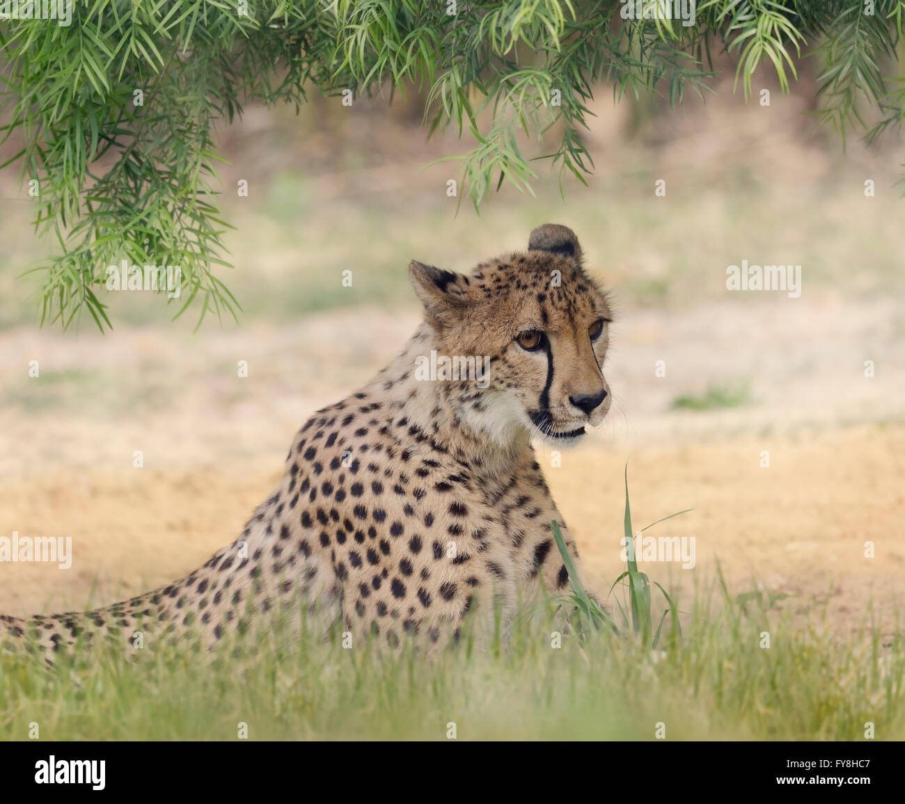 Le guépard se reposant dans un endroit ombragé Banque D'Images