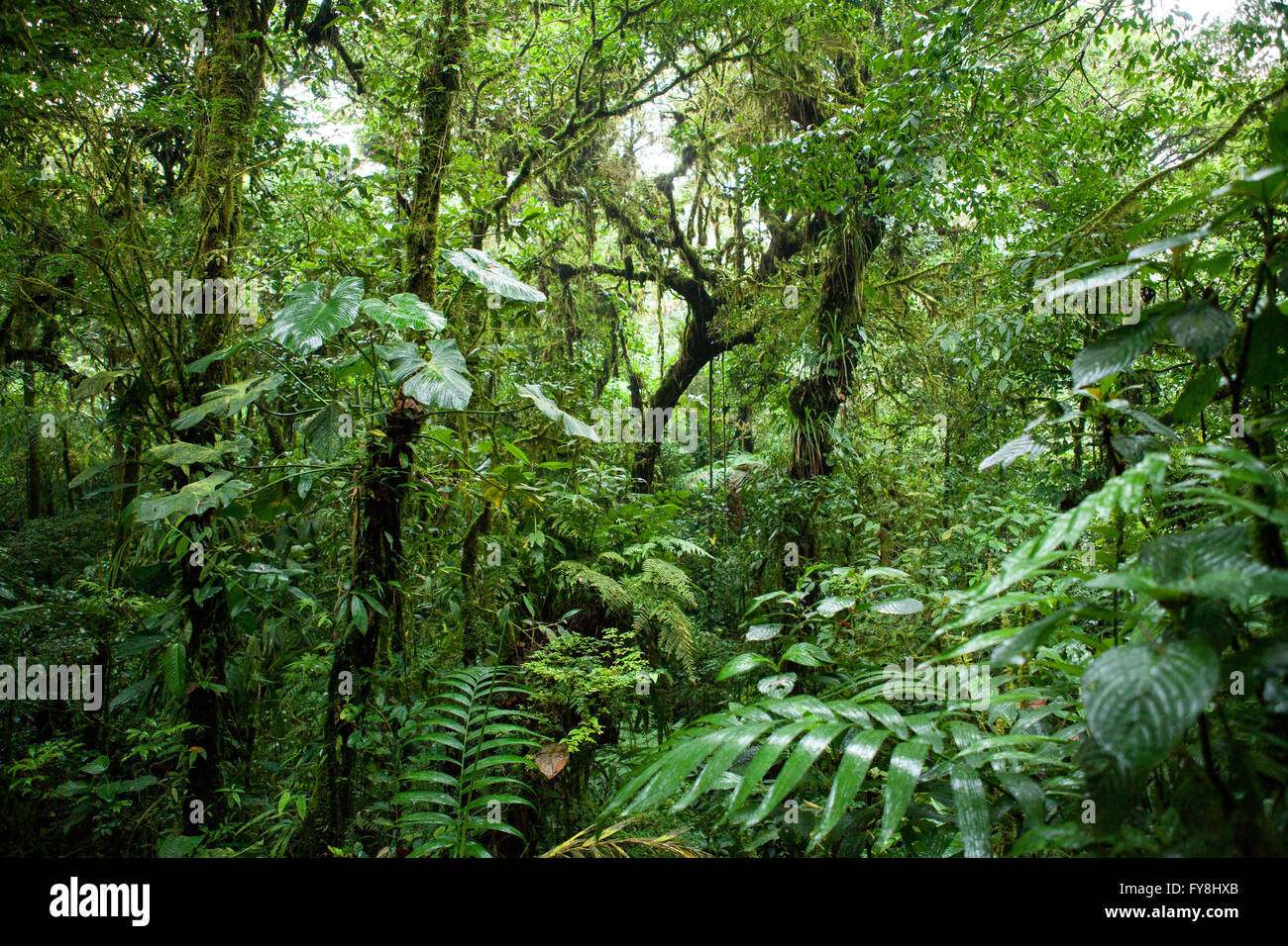 Forêt nuageuse de Monteverde, Costa Rica Banque D'Images