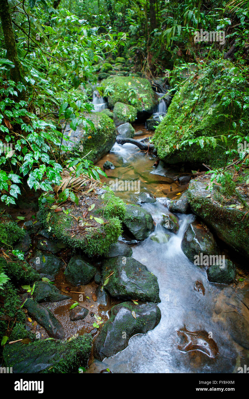 Petit ruisseau dans la forêt nuageuse de Monteverde, Costa Rica Banque D'Images