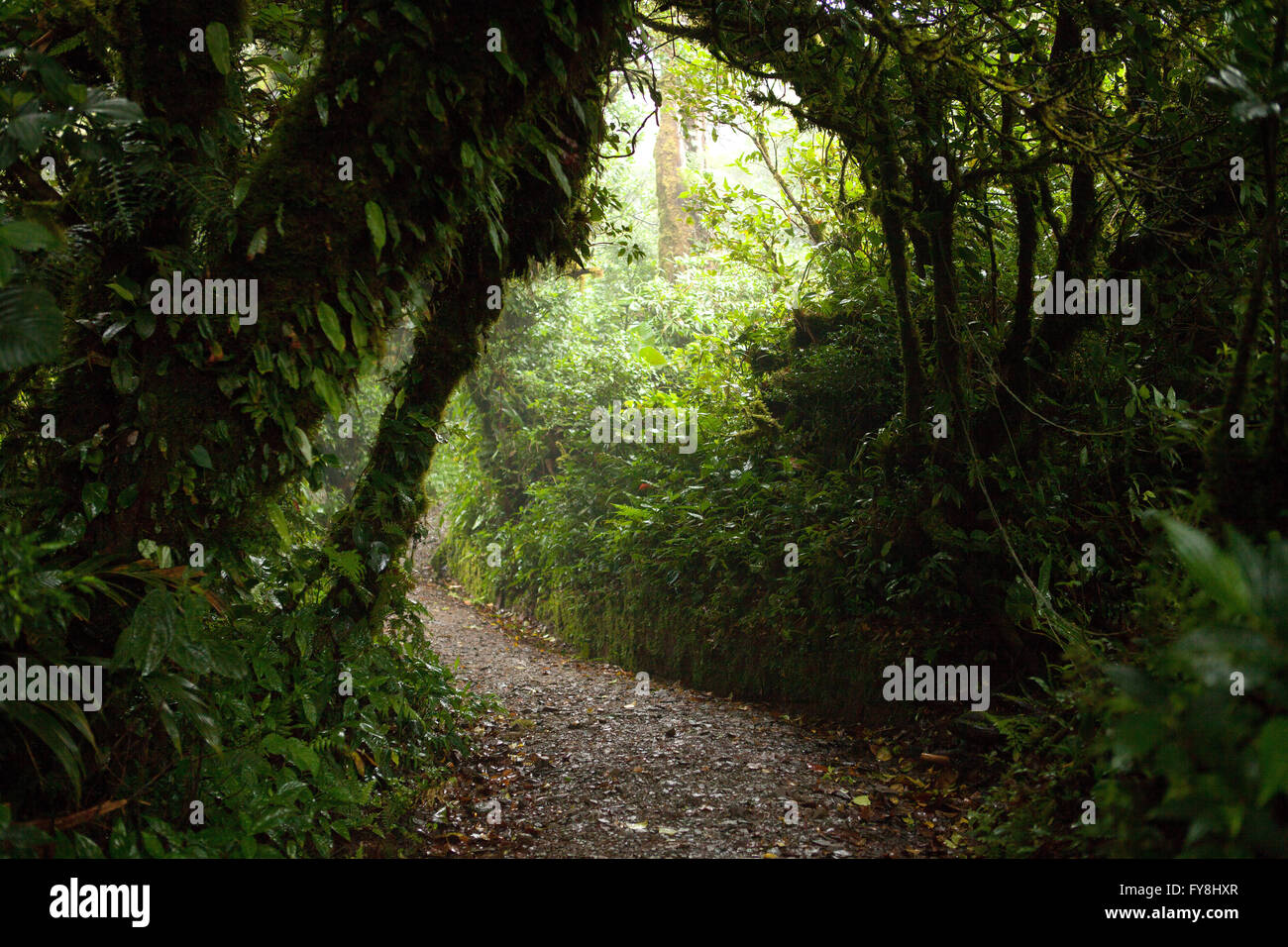 Chemin dans la forêt nuageuse de Monteverde, Costa Rica Banque D'Images