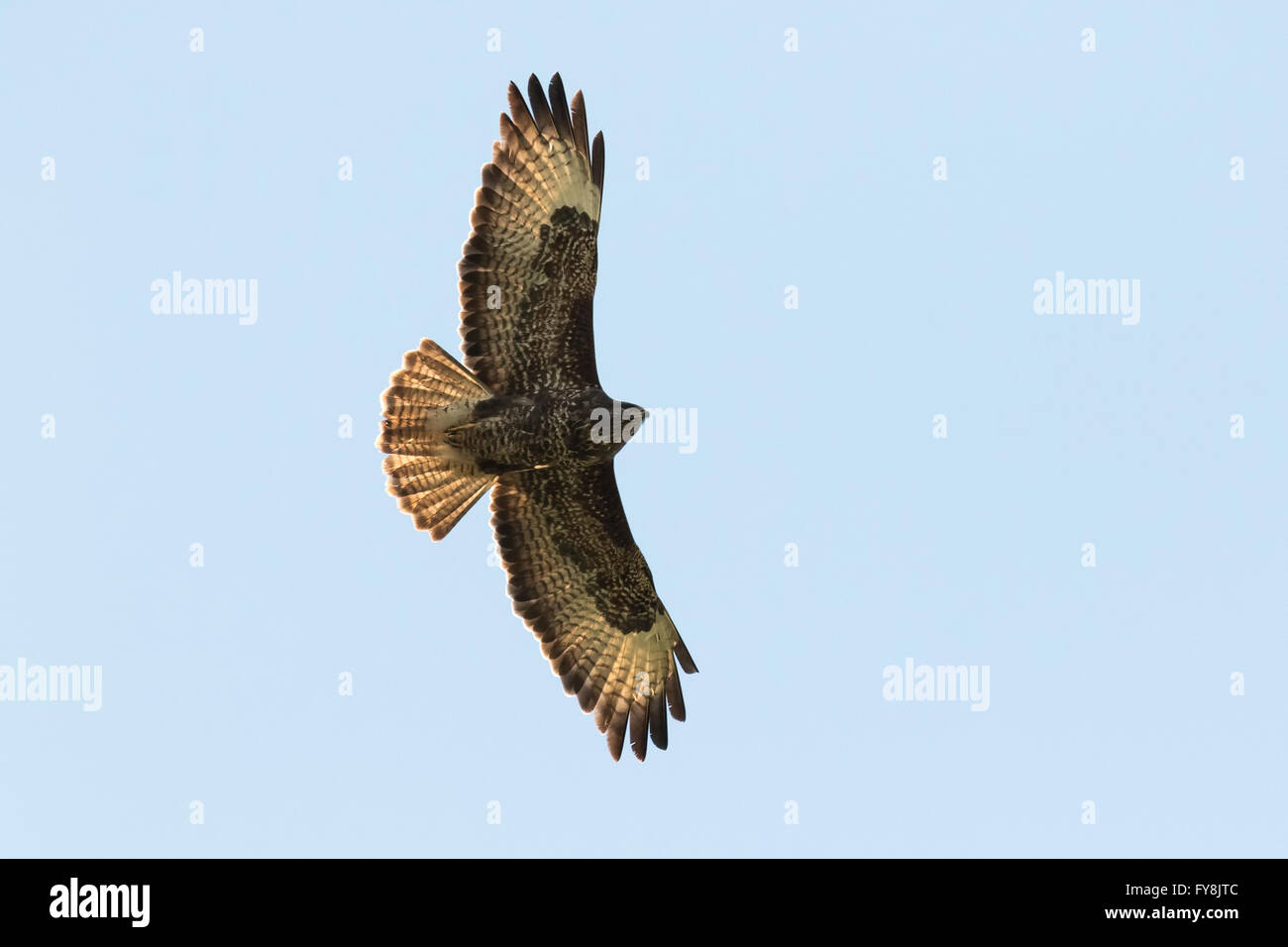 Buse variable, Buteo buteo, en vol, planant dans le ciel à la recherche d'une proie. Banque D'Images